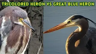 Tricolored Herons VS Great Blue Herons: Let&rsquo;s Compare These Beautiful Birds! 4K High Definition