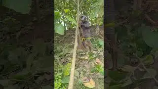 Support Tilted Teakwood trees-2 | Morning Work @green.exercise7  #rajibsamantaplantation #gardening