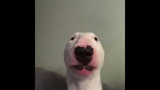 the tiktok that made BenZaMon famous..