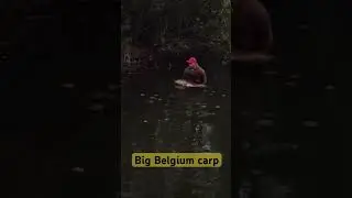 BIG BELGIUM CARP #baitworks #carpy #hook #roadtrip #bigcarp #carp #carparkingmultiplayer #bigcarp
