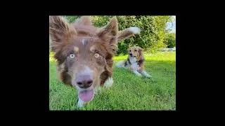Dog Activity Spot Loki 2 years old Happy Birthday video