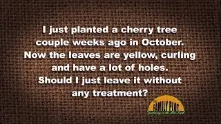 Q&A &ndash; I just planted a cherry tree. The leaves are curling and have holes. Should I leave it?