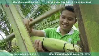 Mật hoa dừa Sokfarm tại B&aacute;ch H&oacute;a An Nhi&ecirc;n