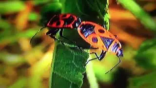 БИОСФЕРА: 89. Клоп Солдатик (Pyrrhocoris apterus)