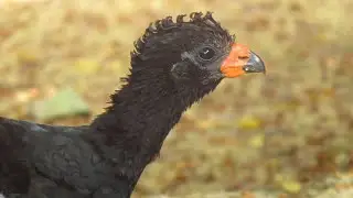 Mutum-do-sudeste | Red-billed-curassow - Crax blumenbachii