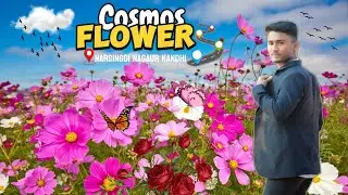 Narsingdi Cosmos Flower Garden 🌸 | নাগরী কান্দি কসমস ফুল বাগান | Nature Vlog। Mr Nayem Hawlader