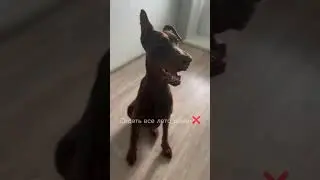 Хех #доберман #знакомство #потписывайся