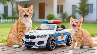 Mama Cat and Kitten Return Lost Wallet and Get Water Park Tickets as a Sweet Reward! 🐱🎟️💦