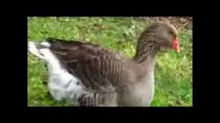 GIANT EXHIBITION DEWLAP TOULOUSE GEESE BELONGING TO EXHIBITION LADY