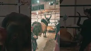 JDC Massively Huge Bull Cow Bakra Eid 2024
