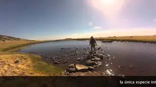 Seguimiento de anfibios en  Pe&ntilde;alara