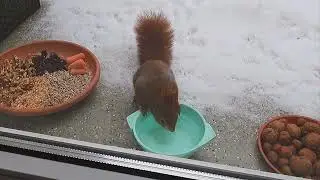 Tagträume🐿️Schneespielereien