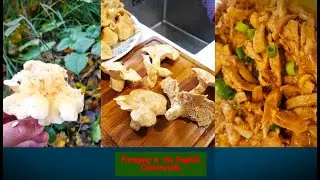 Cooking foraged #Hedgehogfungus / Hydnum repandum