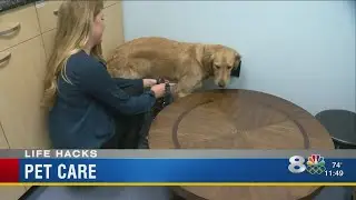 Life Hacks: Easy pet care