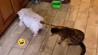 Dumb action funny Animals - Try Not To Laugh Cats And Dogs Videos #350