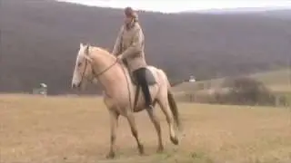 Truly natural TWH-stallion 
