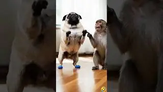 Hungry monkey and pug #pug #pug #cute #funny #animals #ခွေး #puggy #pugnation #luckypug #monkey