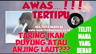 AWAS....!!! TERTIPU TARING IKAN DUYUNG? PIPA ONCE  TULANG IKAN DUYUNG? ATAU ANJING LAUT?