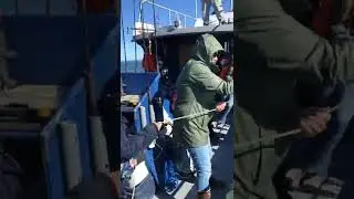 Crabbing On The Charter Boat Umatilla II #shorts #thereefrobber #crabbing