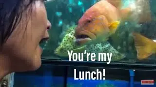 Dampa Seafood Market Manila Philippines ( Click CC button for subtitles/cc) | Manila Vlog Episode 1