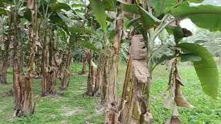 শীতকালীন গ্রামের বিভিন্ন ফসলের চিত্র। 