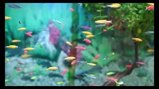 1 hour of Colorful Fish RELAX, SLEEP, MEDITATE, MUSIC | Kingdom Aquatica