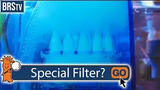 Do Saltwater Tanks NEED a Special Filter?
