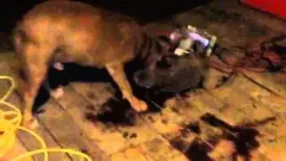 ChewDog VS Racoon @ 4am