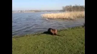 working like a dog