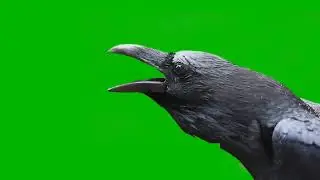Crow green screen effect#videoediting #greenscreen #vfxeffects #chromakey #kinemasterediting #vfx