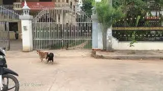 Sex dogs