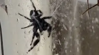 Chode My Pet Bold Jumping Spider, Lonely for a Female