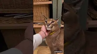 I can't even hear it's voice ! #shorts #funny #alien #alienreaction #entertaininganimals