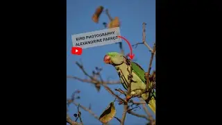 Alexandrine parrot (Psittacula eupatria) //BIRD PHOTOGRAPHY