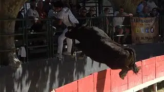 MANDUEL-24/05/2025-Ligue-Course Camarguaise-Lagarde-Des Baumelles-Du Brestalou