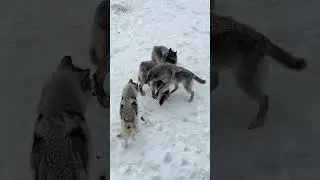 Morning with wolves im so lucky 🐺 | Beast Bond