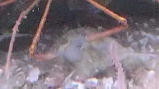 Great example of an arrow crab and a brisstleworm in my aquarium. 