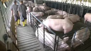 NC Hog Farmers Feed 20 Million Americans A Year.
