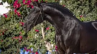 Horse for Sale |  Young Black Lusitano Stallion with Charisma and Potential (REF#895)