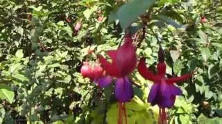 Fuschia Flowers - Bl&oacute;&eth;dropi krists  - F&uacute;ks&iacute;a  - Bl&oacute;mstrandi runni -  Pottaplanta