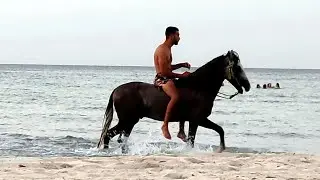 Djerba Tunisia - Horses in the sea