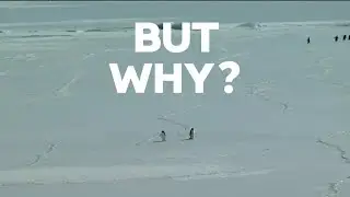 THE LONE JOURNEY OF PENGUIN | BUT WHY | ANIMATED LOVE STORY ❤️|