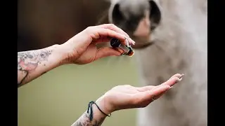 animal ESSENTIAL TOUCH METHODE - Pferd