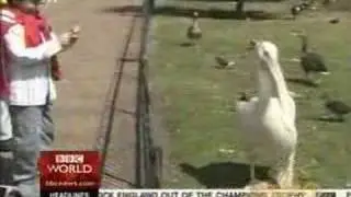 Pelican Eating Pigeon Live