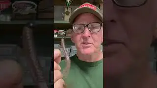 Shaky Head Trick