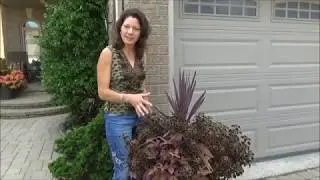 Shade Container Inspiration using Red Foliage