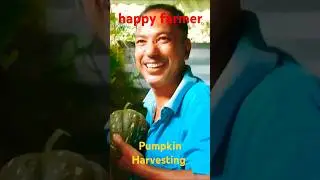 Beautiful Pumpkin 🎃💥  Harvesting#pumpkin_short#satisfying