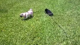 Lola & Avery playing pug tag