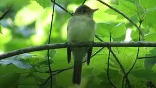 Acadian Flycatcher Song