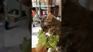Funny cat ASMR. Cat loves to eat lettuce. #cat #cats #shorts #viral #ASMR